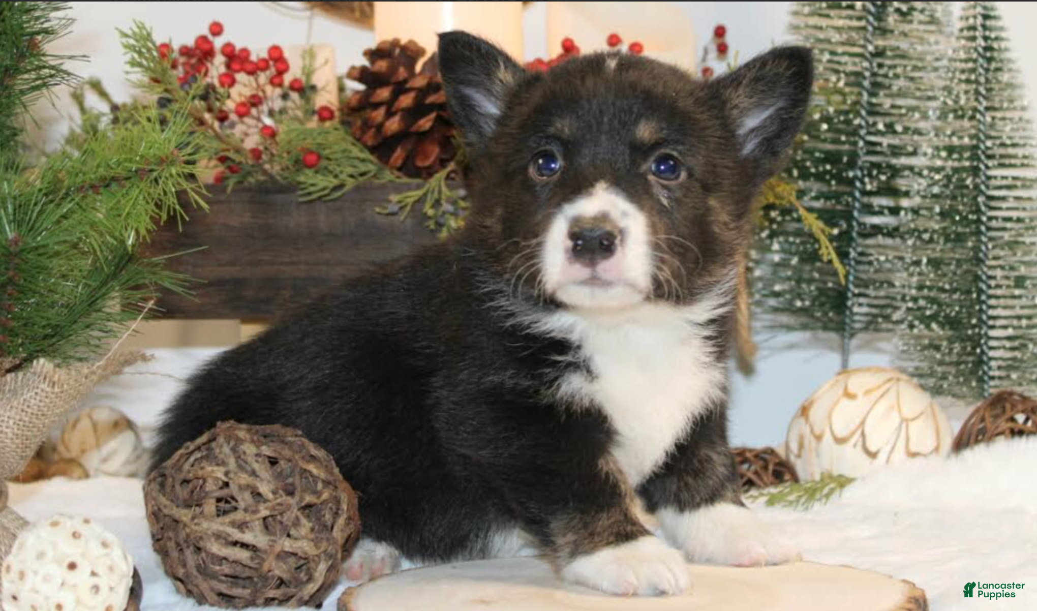 Welsh Corgi Pembroke dogs Bubba - Ad 4