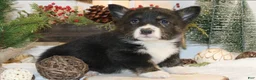 Welsh Corgi Pembroke dogs for sale: Bubba - Ad 1