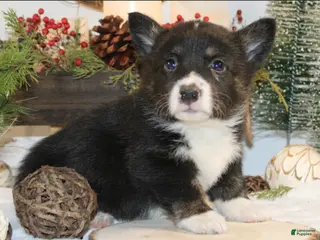 Welsh Corgi Pembroke dogs Bubba - Ad 14