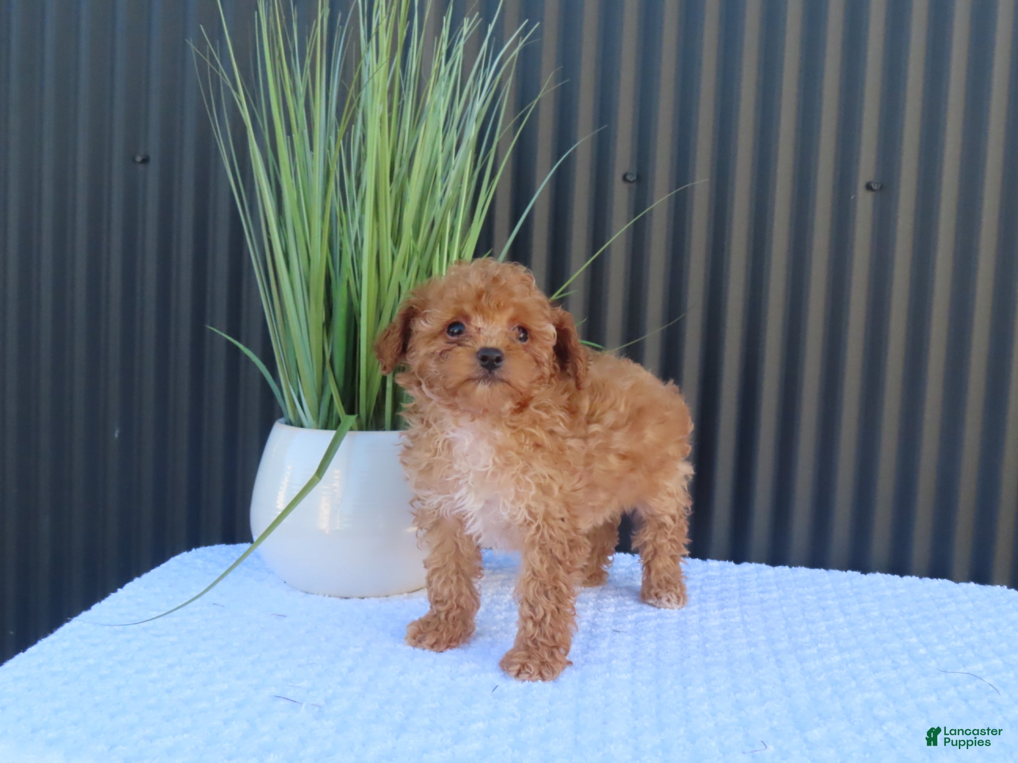 Toy Poodle dogs for sale: Bailey - Ad 5