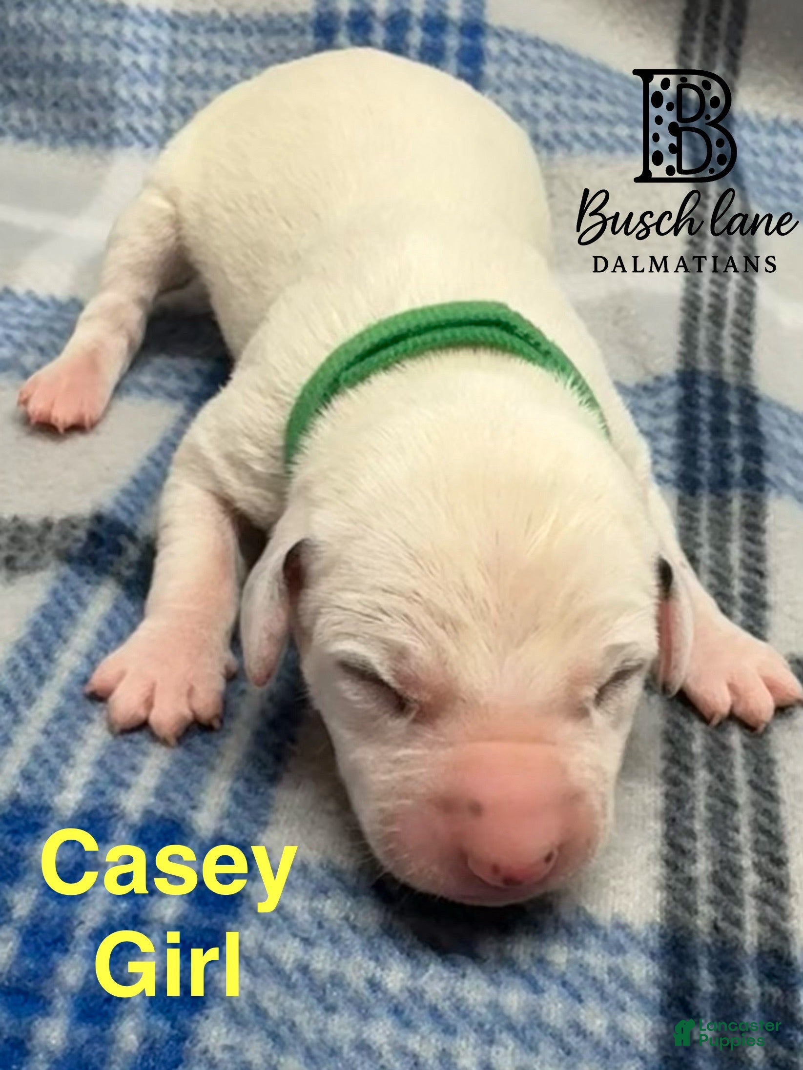 Dalmatian dogs Casey  - Ad 13