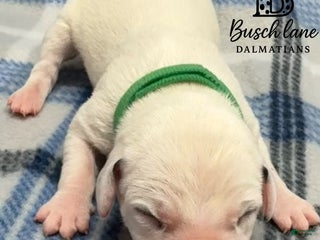 Dalmatian dogs Casey - Ad 3