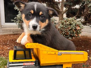 Welsh Corgi Pembroke dogs Charlie - Ad 31