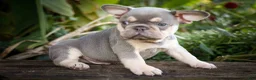 French Bulldog dogs for sale: 🐾 Meet Kingston — A Happy Little Frenchie with Plenty of Love to Give! 🐾 - Ad 12