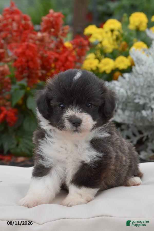 Corgipoo dogs Sapphire - Ad 1