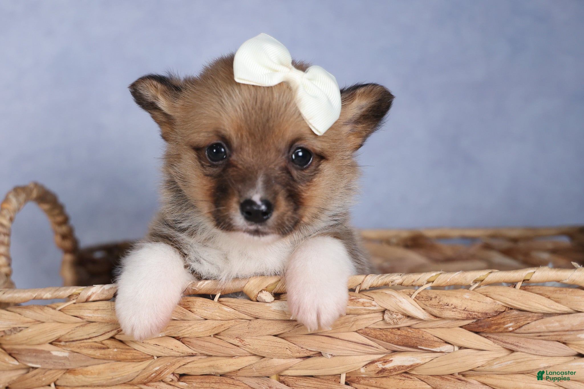 Welsh Corgi Pembroke dogs LITTLE CHIEF - Ad 10