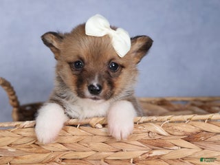 Welsh Corgi Pembroke dogs LITTLE CHIEF - Ad 29