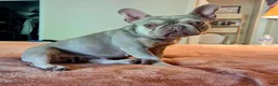 French Bulldog dogs for sale: French Bulldog 3-Greta - Ad 8