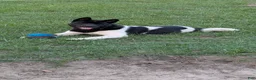 Akita dogs for sale: Kuma Available  - Ad 1