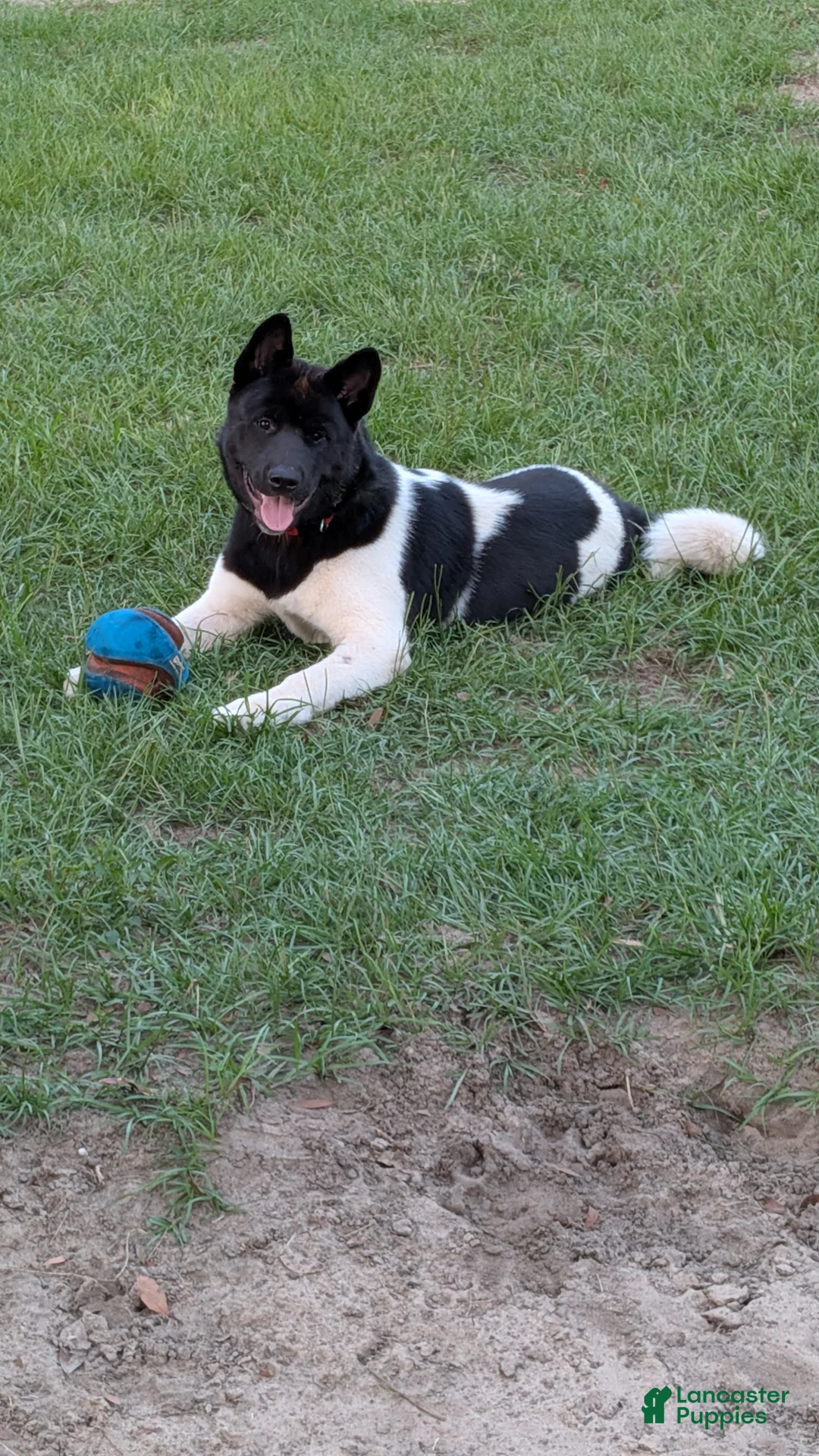 Akita dogs for sale: Kuma Available  - Ad 1
