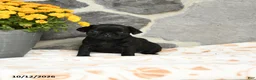 Pug dogs for sale: Dumpling - Ad 1