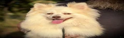 Pomsky dogs for sale: Andy - Ad 1