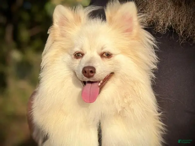 Pomsky dogs for sale: Andy - Ad 1