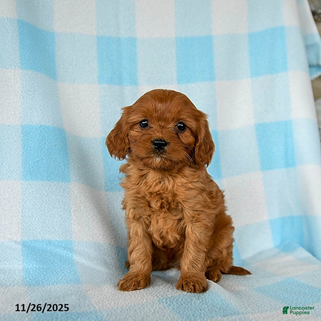 Cavapoo dogs for sale: Stormy - Ad 2