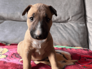 Bull Terrier dogs Skye - Ad 30