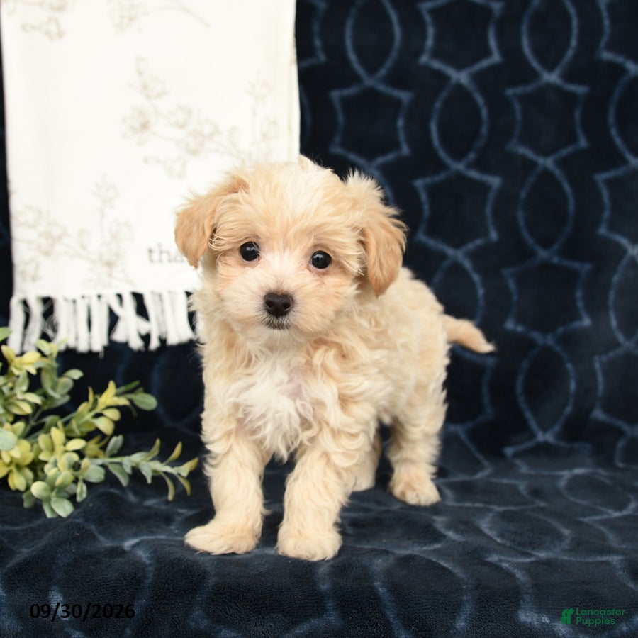 Maltipoo dogs Adam - Ad 1