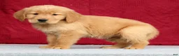 Golden Retriever dogs for sale: Olive - Ad 5