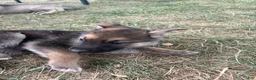 Mixed Breed dogs for sale: Mixed Breed 3 - Ad 3