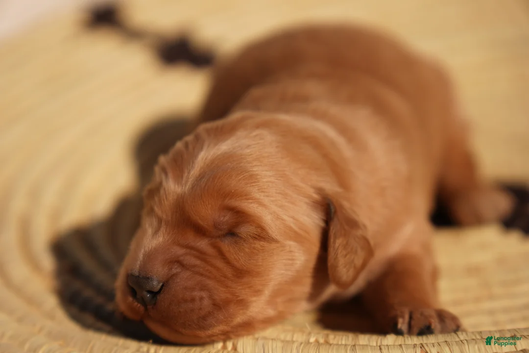 Golden Retriever dogs for sale: Bo - AKC, Genetically Clear - Ad 99