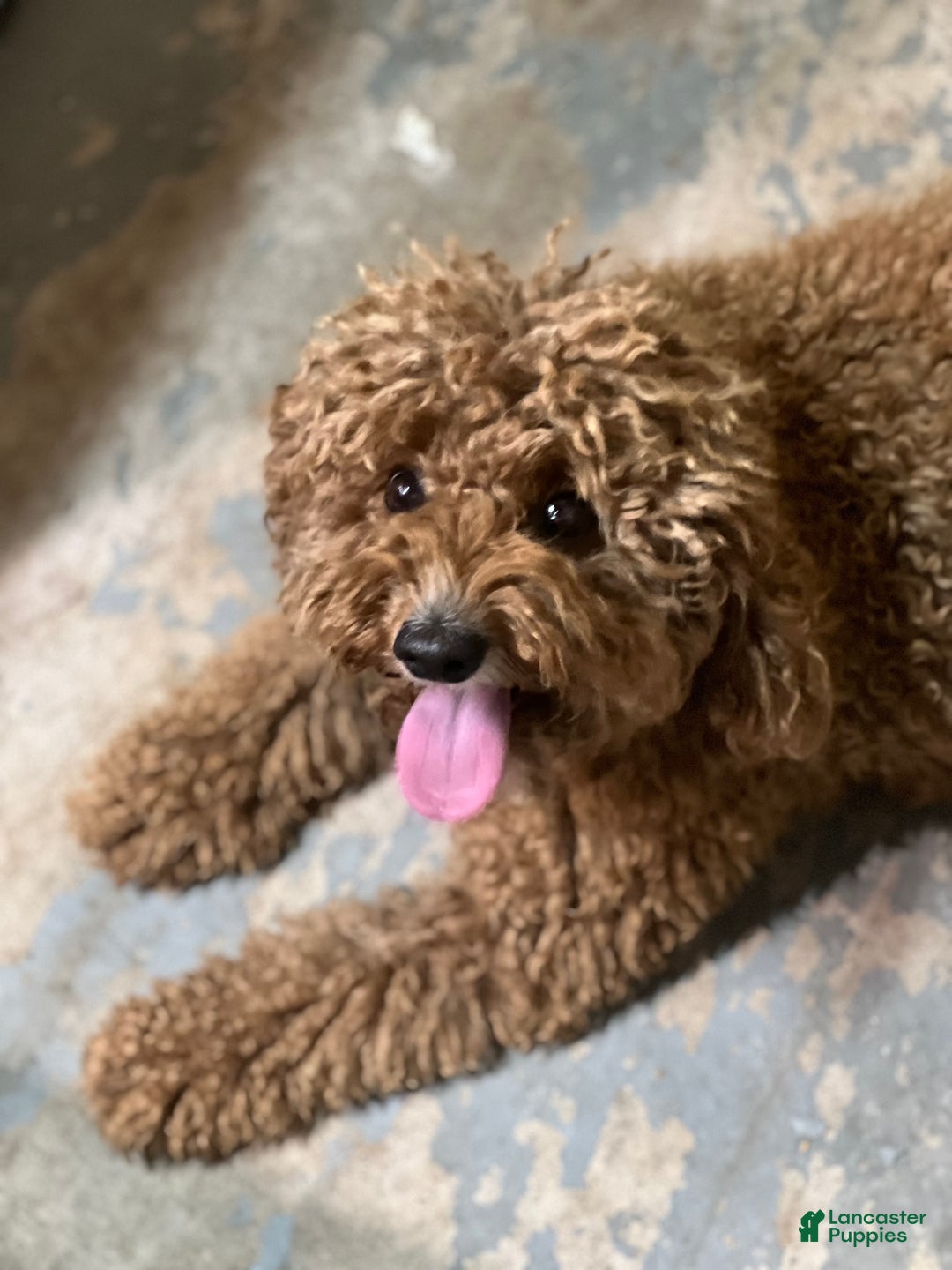 Mixed Breed dogs for sale: Raven - Ad 5