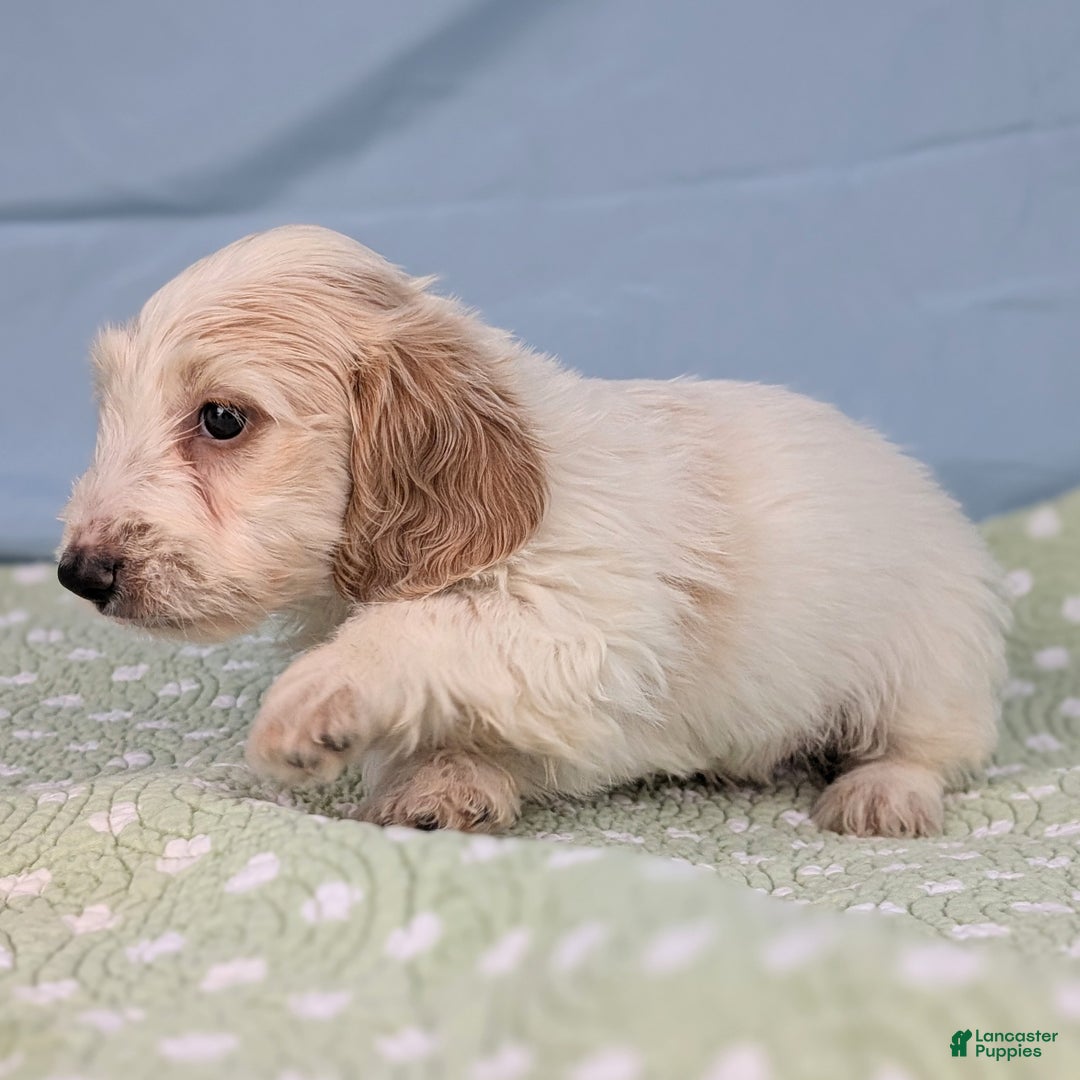 Miniature Dachshund dogs for sale: Bun Bun - Ad 2