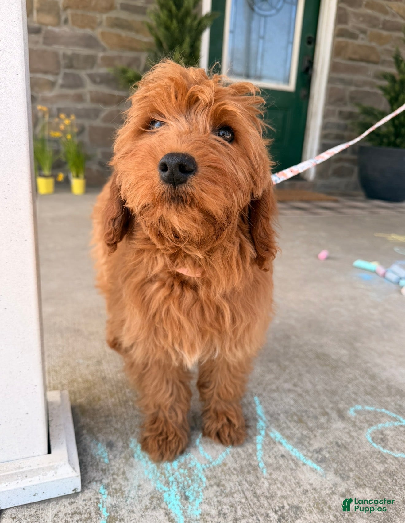 Goldendoodle dogs Goldendoodle Puppy 2 - Ad 2