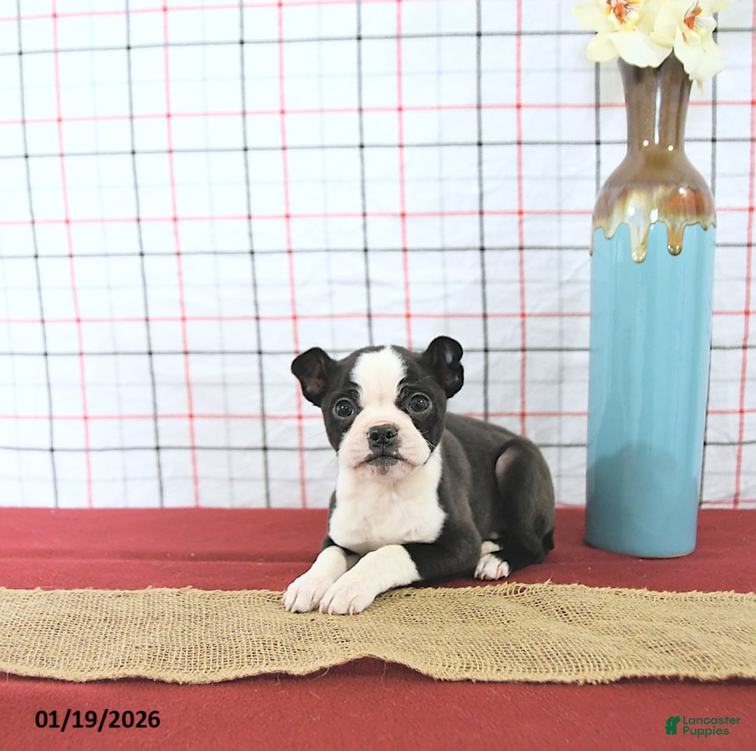Boston Terrier dogs for sale: Romeo - Ad 4