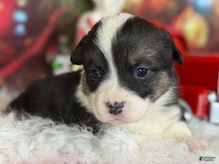 Welsh Corgi Pembroke dogs Aca twinkle DNA clear full tail fluffy/ Bluie carrier - Ad 36