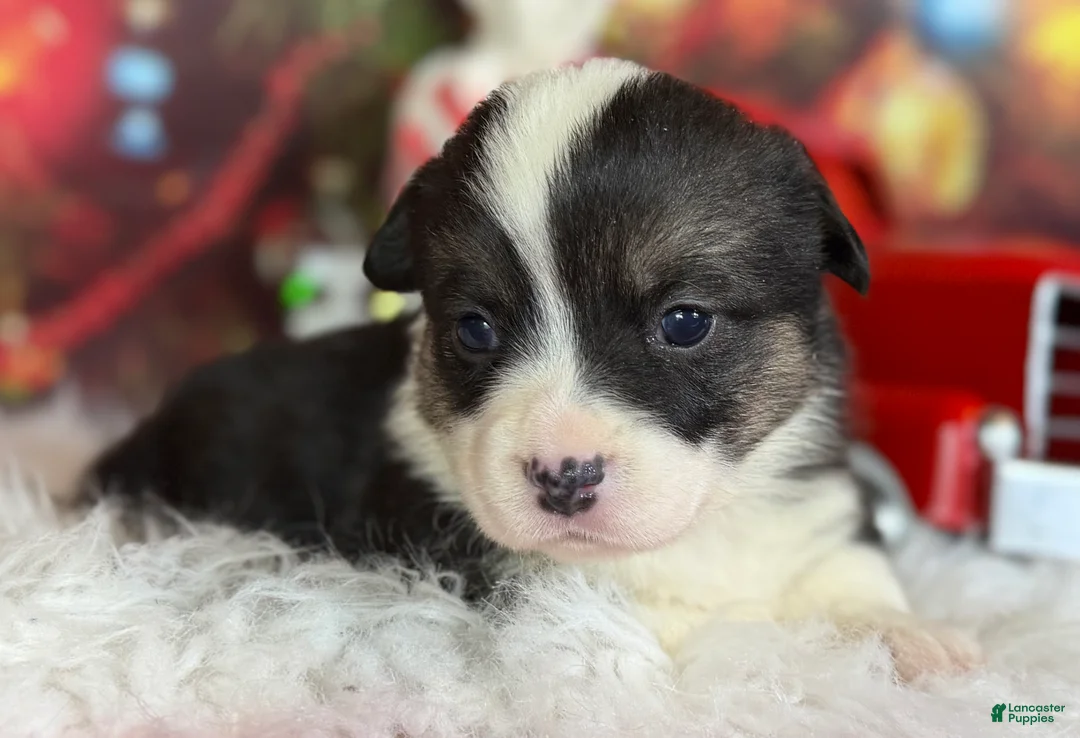 Welsh Corgi Pembroke dogs for sale: Aca twinkle DNA clear full tail fluffy/ Bluie carrier  - Ad 1