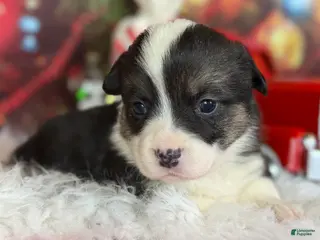 Welsh Corgi Pembroke dogs Aca twinkle DNA clear full tail fluffy/ Bluie carrier - Ad 41