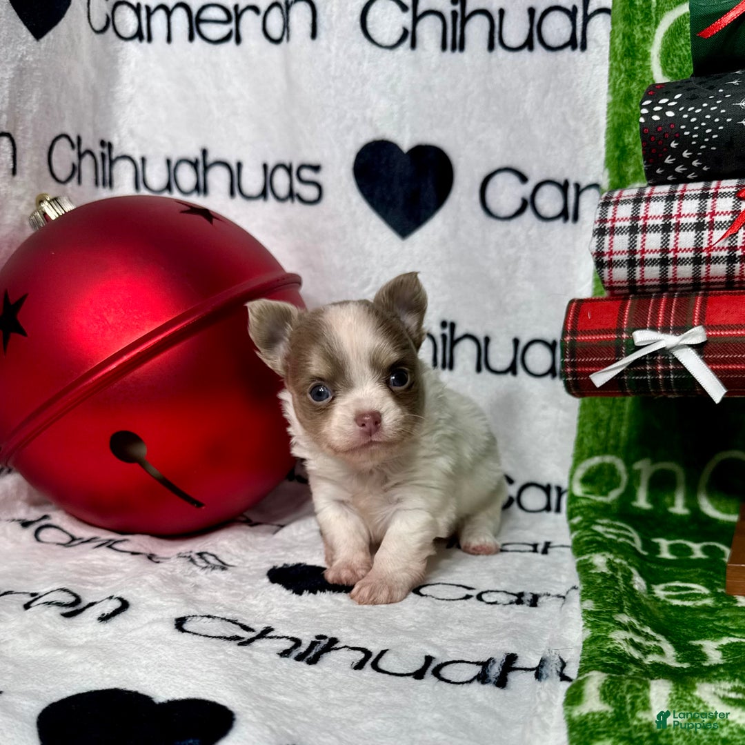 Chihuahua dogs for sale: Tiny Izzy Lavender LC - Ad 7