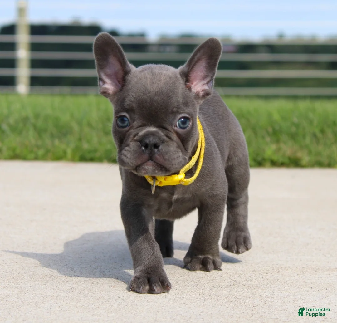 French Bulldog dogs for sale: Bryce - Ad 1