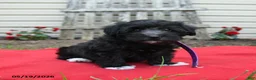 Schnoodle dogs for sale: Birdie - Ad 3