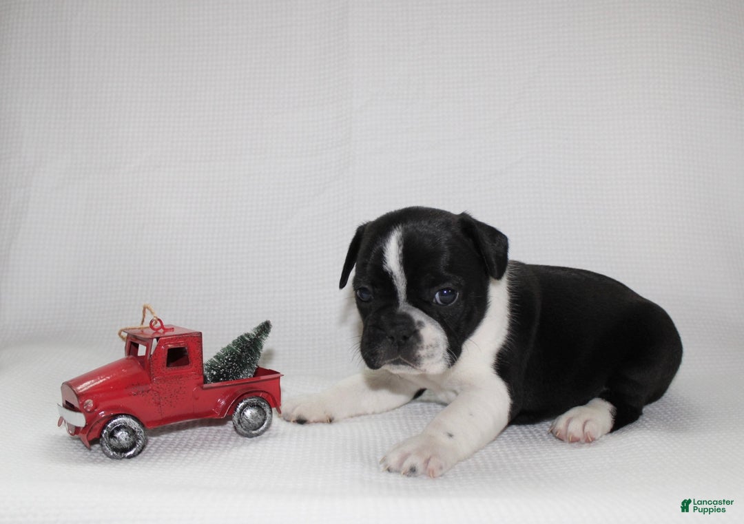 Frenchton dogs for sale: Maisy - Ad 5