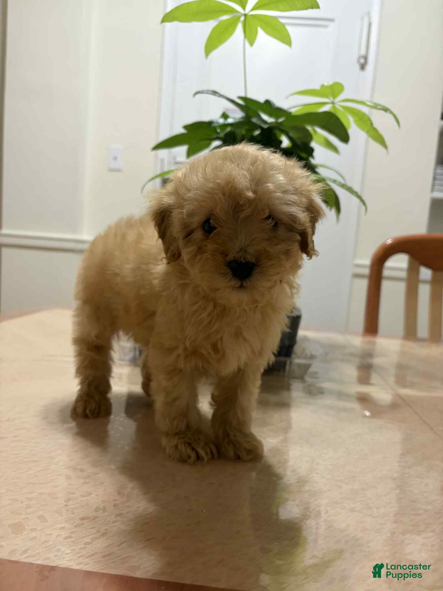 Toy Poodle dogs Rocky - Ad 32