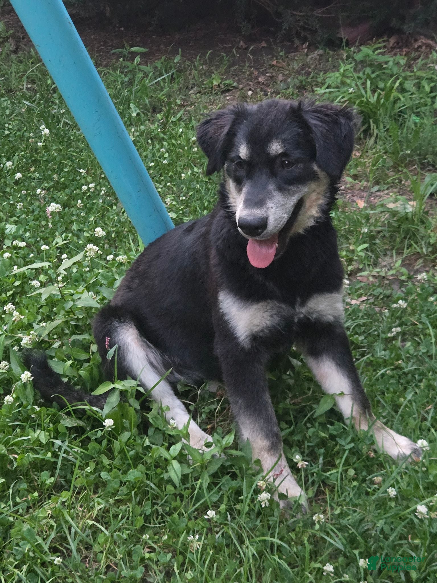Goberian dogs for sale: Luna - Ad 1