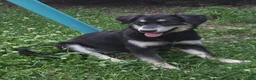 Goberian dogs for sale: Luna - Ad 1