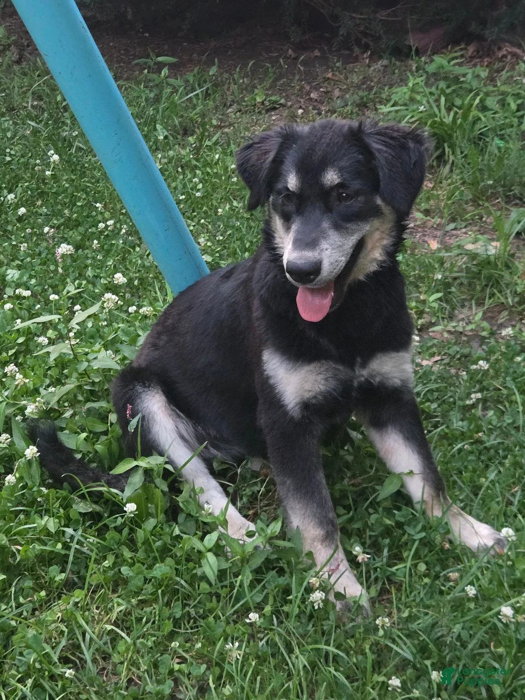 Goberian dogs for sale: Luna - Ad 1