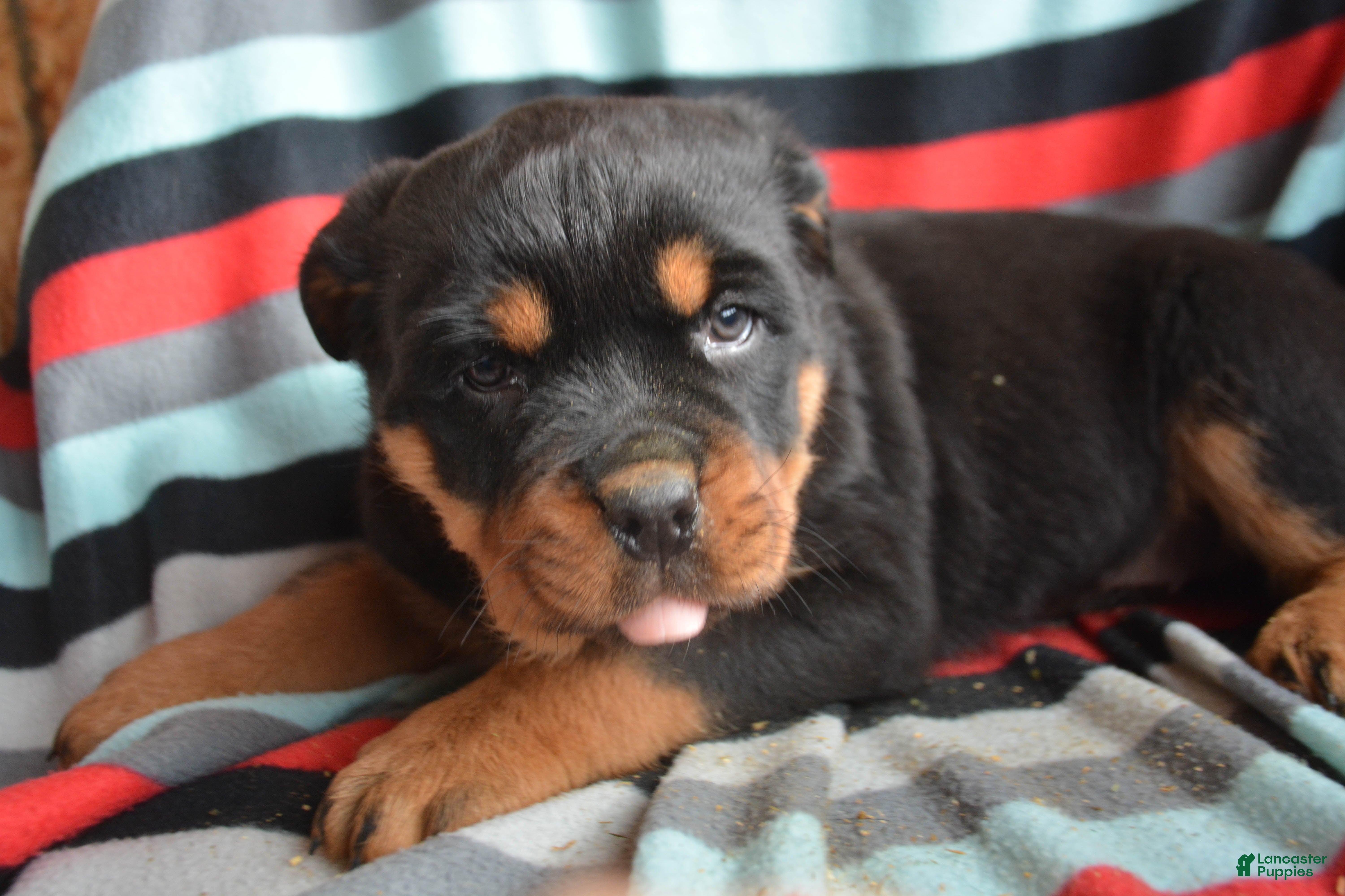 Rottweiler dogs Rottweiler Puppy 4 Remy - Ad 22