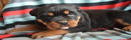 Rottweiler dogs for sale: Rottweiler Puppy 4 Remy - Ad 3