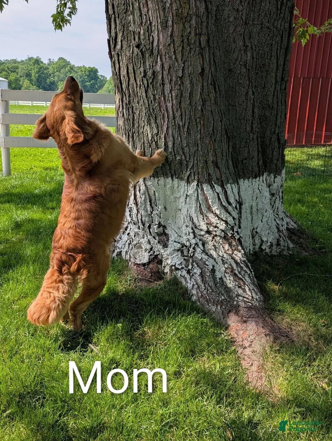 Golden Retriever dogs for sale: Liberty  - Ad 11
