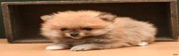 Pomeranian dogs for sale: Peanut - Ad 3