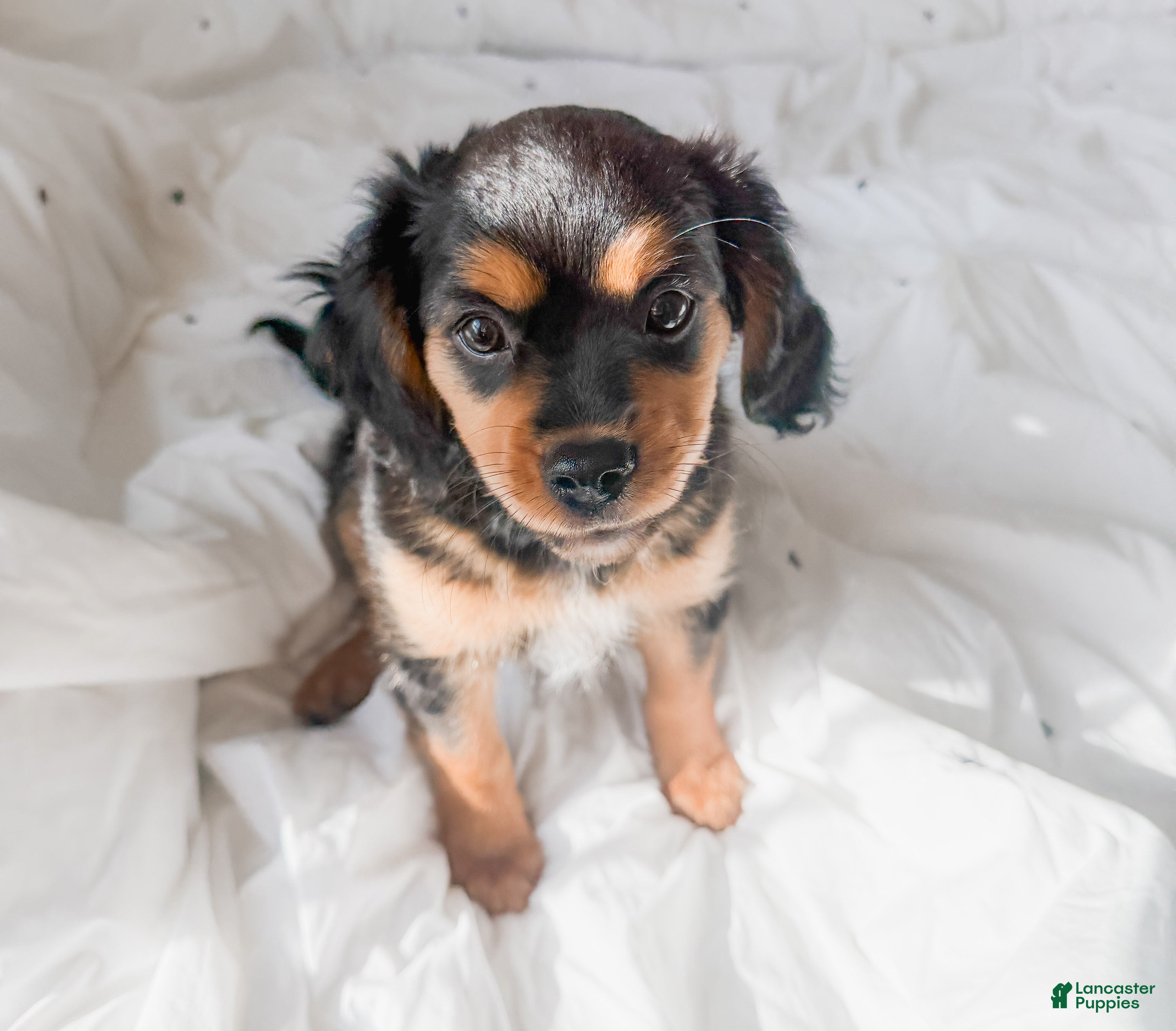 Mixed Breed dogs Stone - Ad 4
