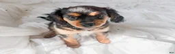 Mixed Breed dogs for sale: Stone - Ad 1