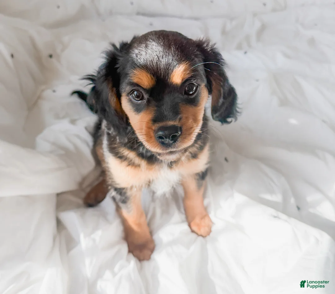 Mixed Breed dogs for sale: Stone - Ad 1