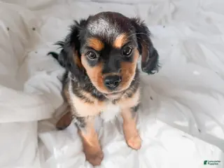 Mixed Breed dogs Stone - Ad 4