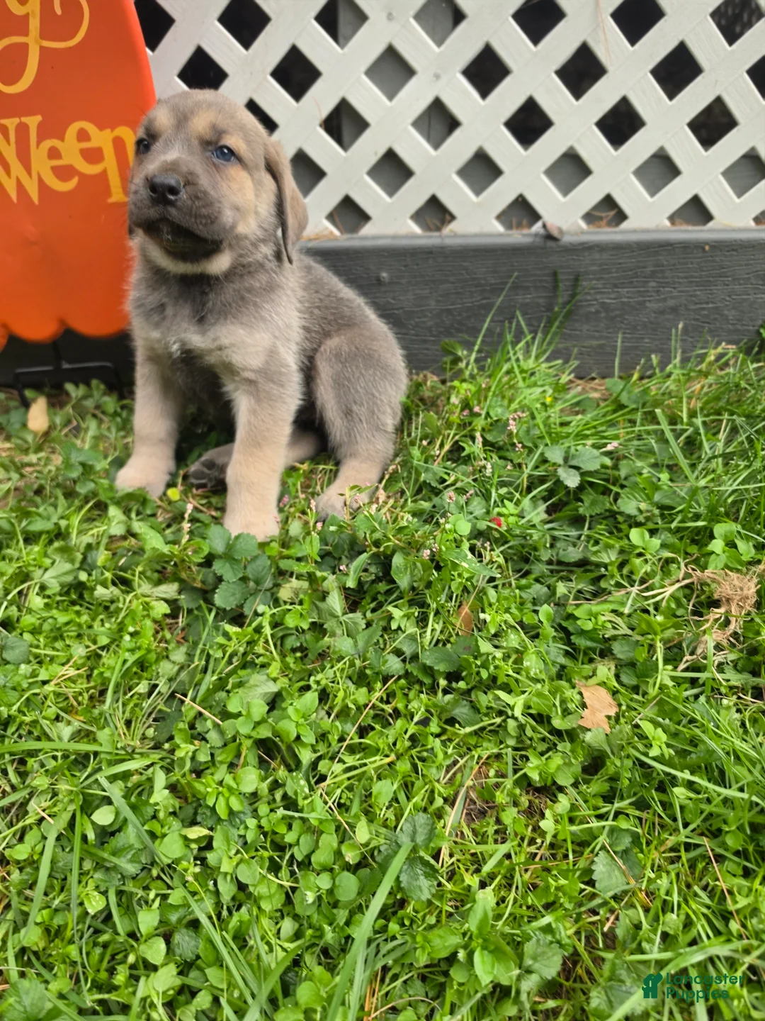 Cane Corso dogs for sale: Zena - Ad 2