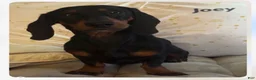 Miniature Dachshund dogs for sale: Miniature Dachshund 1 - Ad 3