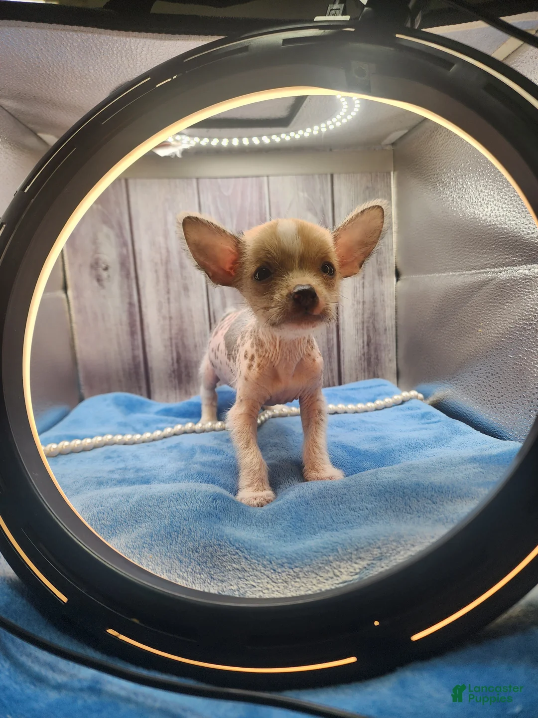 Mixed Breed dogs for sale: Beethoven - Ad 2