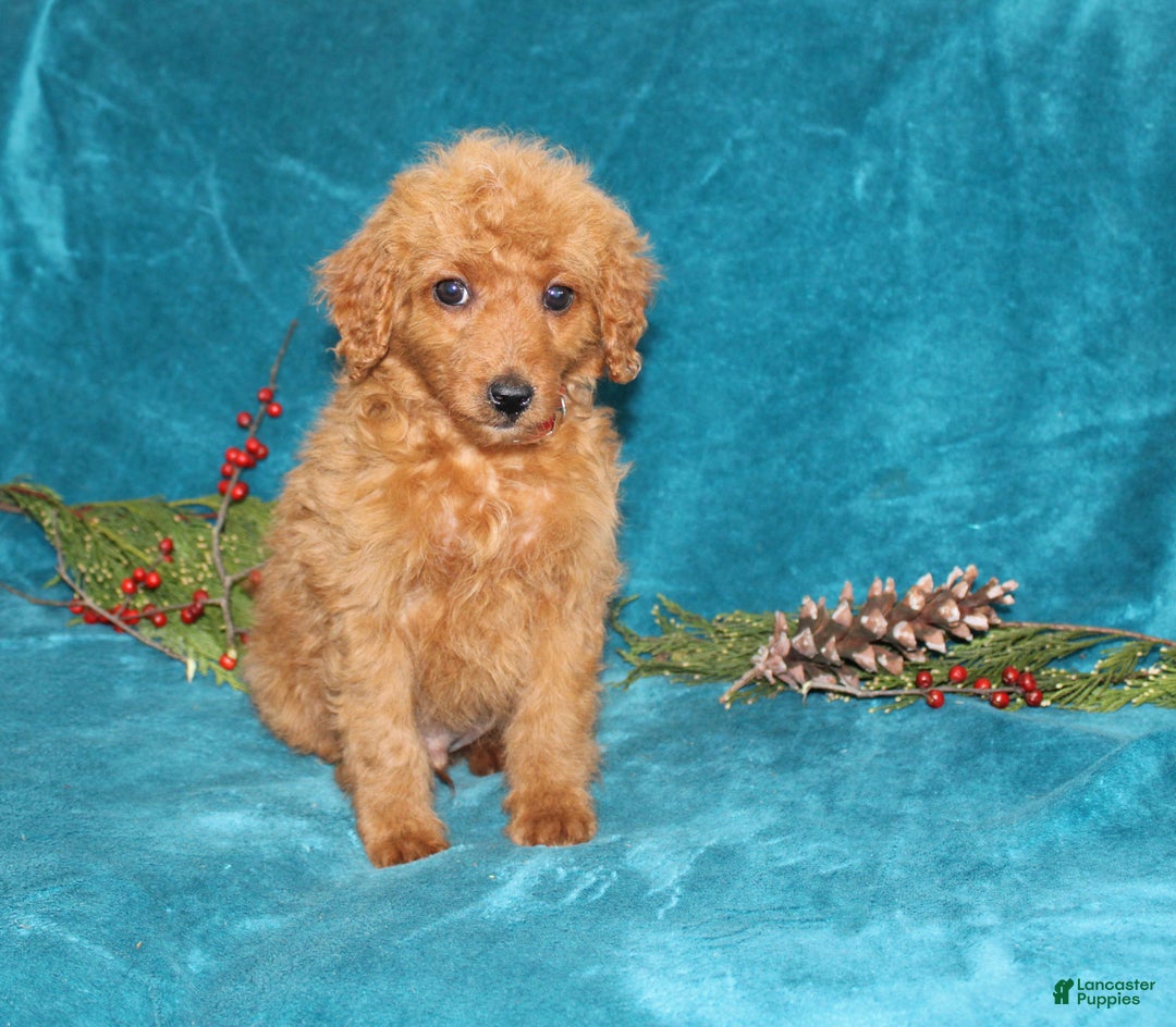 Mini Goldendoodle dogs for sale: Jingle - Ad 4